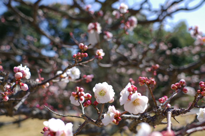 ペンタックス HD PENTAX-DA 35mmF2.8 Macro Limited ／ 京都 長岡